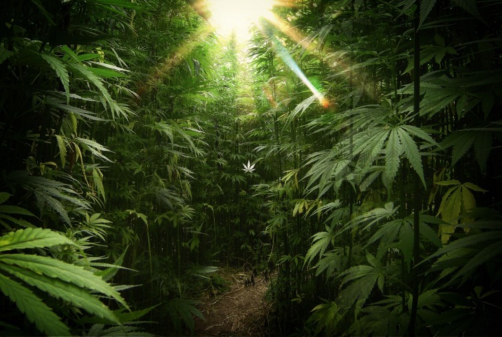 weed darknet market