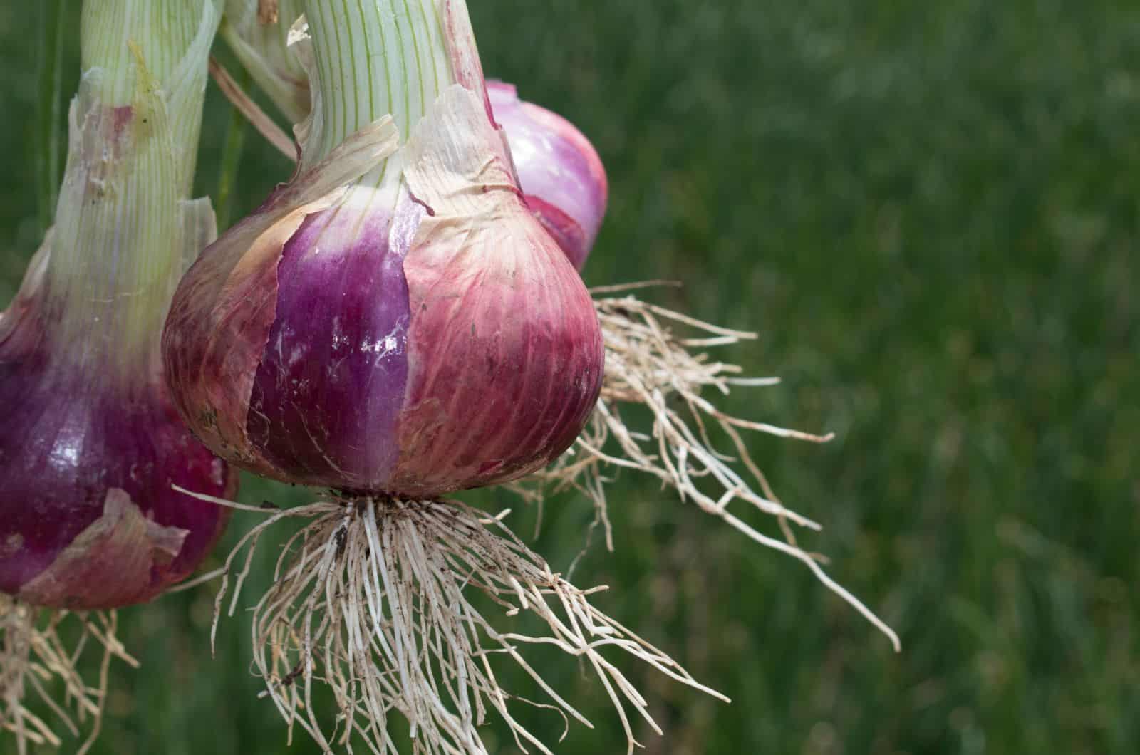 onion directory 2025